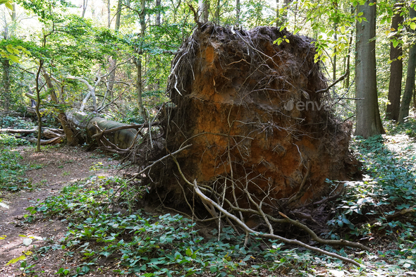 uprooted tree left to rot in natural forest - Stock Photo - Images