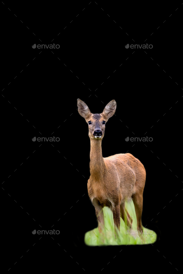 Roe deer on a black background - Stock Photo - Images
