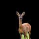 Roe deer on a black background - PhotoDune Item for Sale