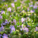 Wild spring flowers, small periwinkle (vinca minor) - PhotoDune Item for Sale