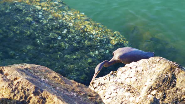 Bird Finding Food  At The Coast