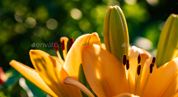 Yellow Madonna lily flower Lilium candidum with buds in nature