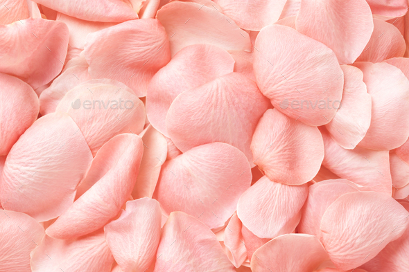 Background with pink rose petals. - Stock Photo - Images
