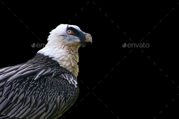 Bearded vulture - Gypaetus barbatus on a black background - Stock Photo - Images