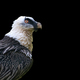 Bearded vulture - Gypaetus barbatus on a black background - PhotoDune Item for Sale