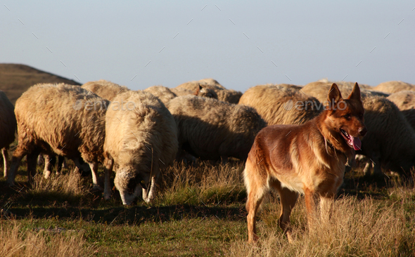 sheep herd and wolf dog