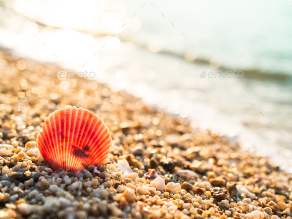 Seashell on Beach with blur Blue Sea Background Stock Photo by wing-wing