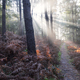 sunbeams in beautiful foggy autumn forest - PhotoDune Item for Sale