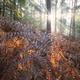 dramatic sunrays in foggy forest - PhotoDune Item for Sale