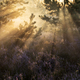 sunlight through pine trees over heather - PhotoDune Item for Sale