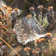 large spidernet on dry heather plant - PhotoDune Item for Sale