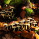 mushrooms in autumn forest - PhotoDune Item for Sale