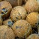 coconuts - PhotoDune Item for Sale