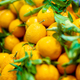 oranges - PhotoDune Item for Sale