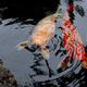 2 Koi Fish Swimming Together - PhotoDune Item for Sale