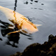 Koi Fish Floating - PhotoDune Item for Sale
