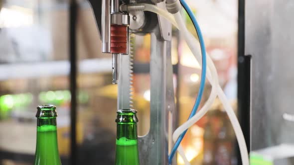 Beer Brewing. Bottles On Conveyor Line, Vacuum Evaporation alt