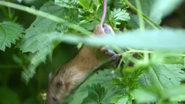 Little striped field mouse nibbles on a plant