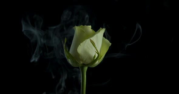 Rose spinning in the dark.  alt