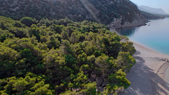 Drone  Aerial Flight Across the Forest at the Sea Coast