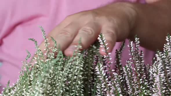 A Man Strokes A Heather Growing In A Pot. Only The Hand Is Visible. Close Up, Slow Motion