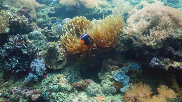 Coral Reef and Fishes Underwater alt