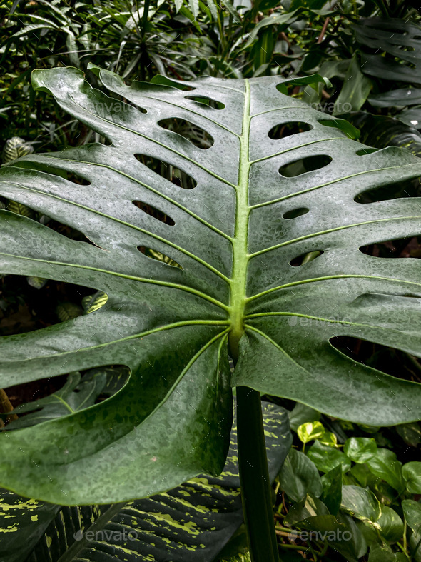Background image of Monstera leaf