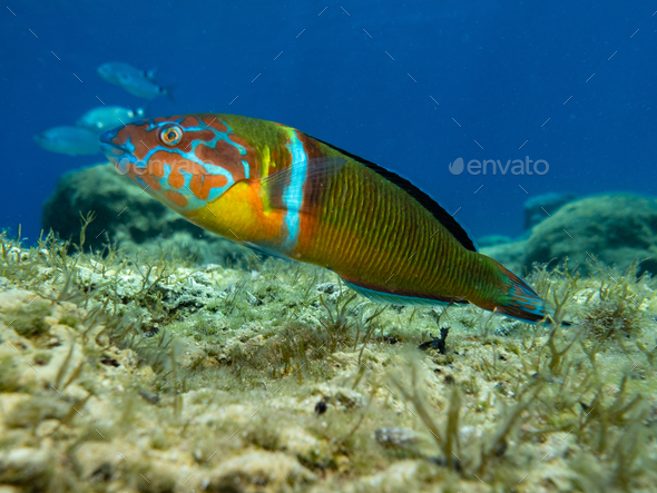 A colourful ornate wrasse from Cyprus - Stock Photo - Images