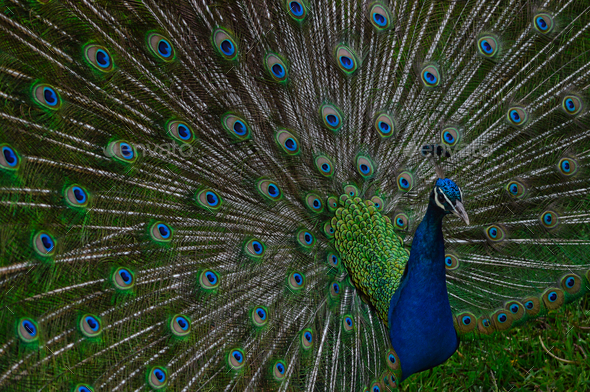 peacock bird with colorful feathers,plumage. Indian blue peafowl