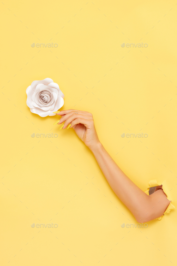 Vertical shot of a female\'s arm grabbing a rose over a yellow background