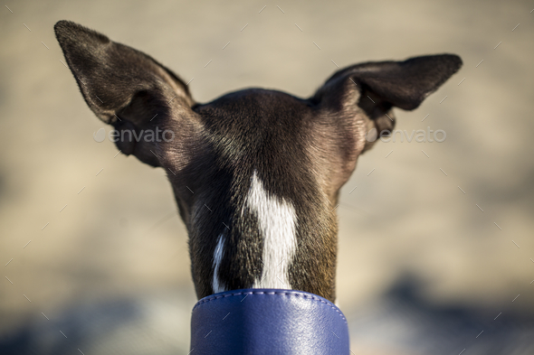Back view of a pointy-eared dog with a thick leather dog collar on the neck