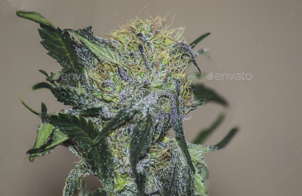 Closeup shot of cannabis ripe flower, White widow strain