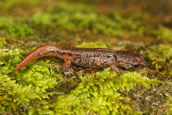 ensatina salamander