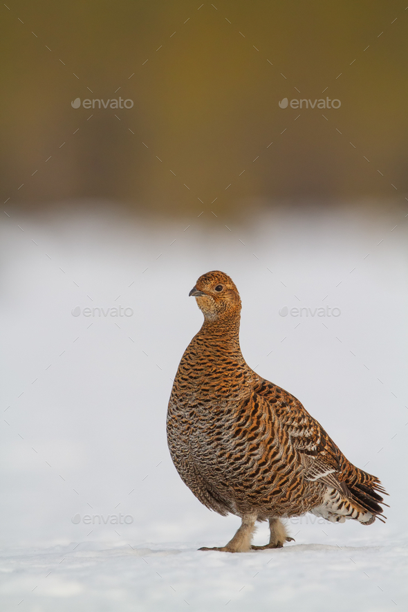 Gorgeous female Black Grouse (Tetrao tetrix) early in the morning - Stock Photo - Images
