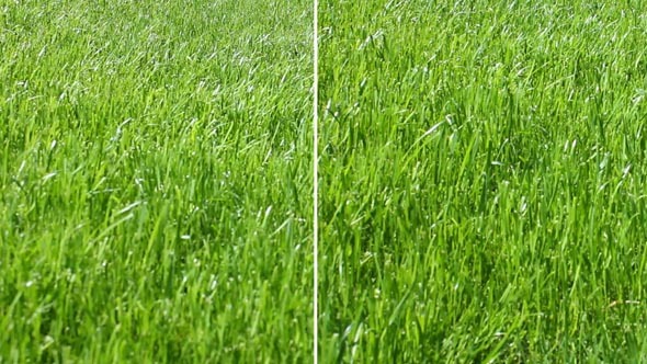 Grass (2 Videos)
