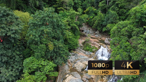 AH - Tropical Rainforest alt