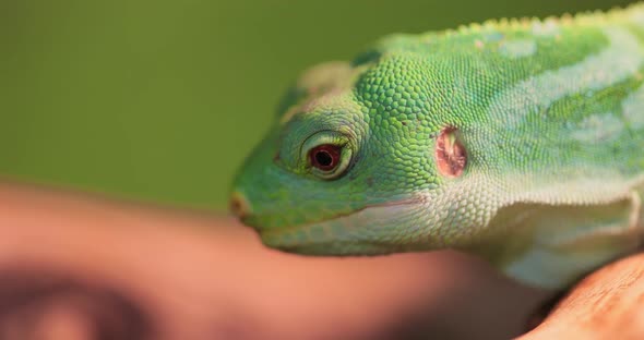 Lau Banded Iguana Brachylophus Fasciatus Is an Arboreal Species of Lizard alt