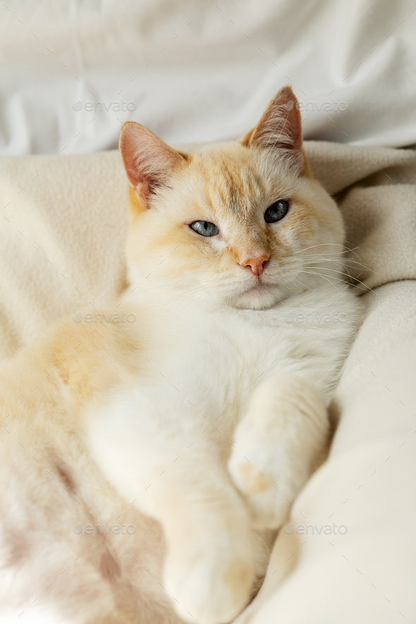Big white blue-eyed lazy fat cat basking on the bed blissfully stretching forward long paws