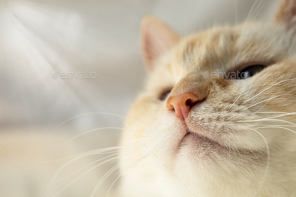 Wide brazen grinning muzzle of a beautiful thick blue-eyed cat close-up