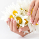 Beautiful woman french manicured hands with fresh daisy flowers - PhotoDune Item for Sale