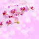 Beautiful orchid flowers on a pink background. Floral background - PhotoDune Item for Sale