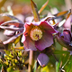 Beautiful pink Helleborus with drops of dew, spring flowers in garden - PhotoDune Item for Sale