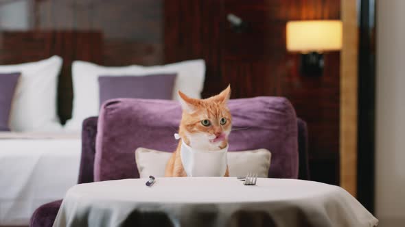 Waiter and ginger cat in a hotel room alt