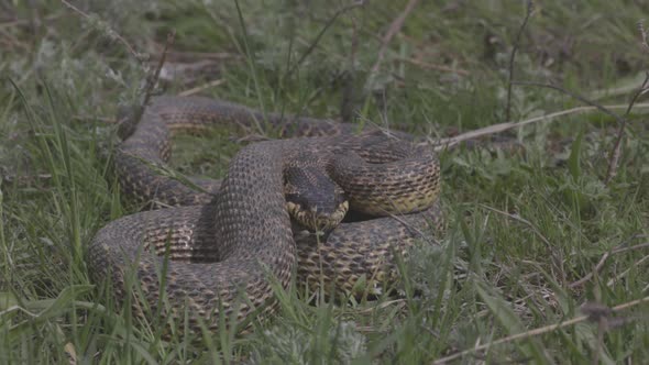 Big Blotched Snake in the Grass Latin Name Elaphe Sauromates alt