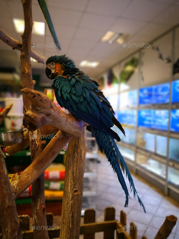 Closeup side view of an exotic vivid blue macaw parrot sitting on a branch at a pet store