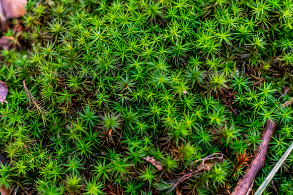 Green Sphagnum Moss Close Up With Blurred Background Stock Photo