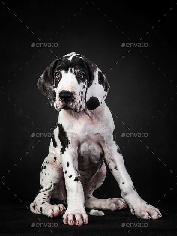 Vertical shot of a spotted great dane puppy on black background - Stock Photo - Images