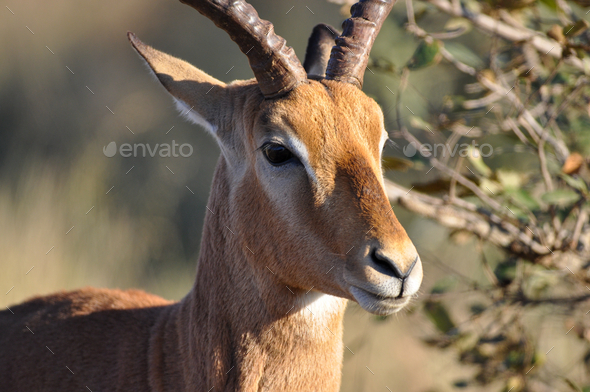 Closeup shot of a male impala (Aepyceros melampus), Africa - Stock Photo - Images