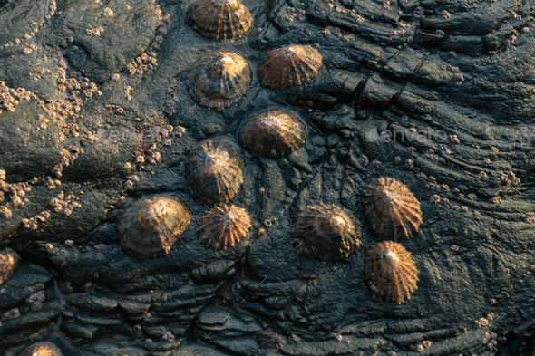 Closeup of true limpet mollusks adhered to a rock