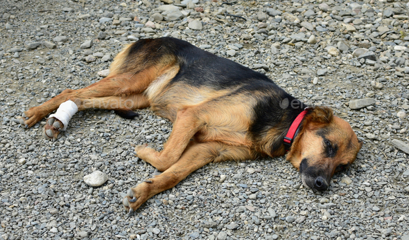 Injured brown and black dog with a collar laying on the ground in ...